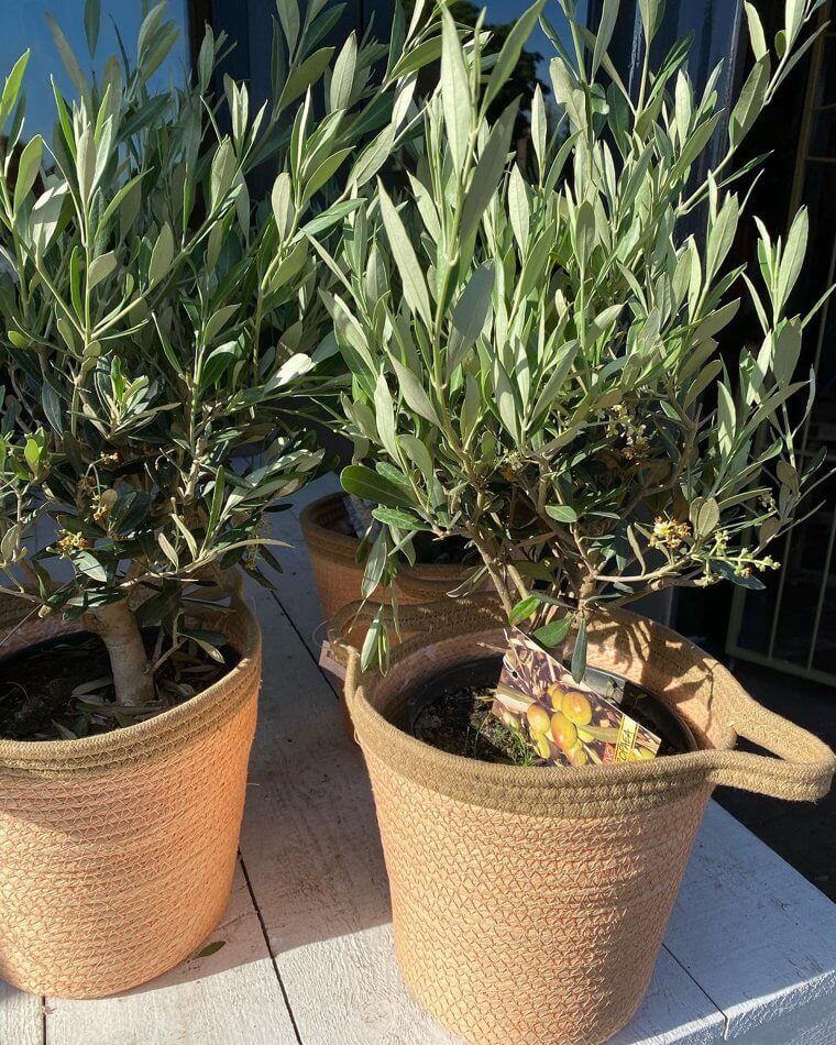 How Is Eucalyptus Not Considered to Be a Magical Medicine?