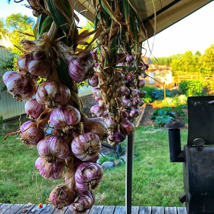 You Can Turn Four Heads of Garlic Into This