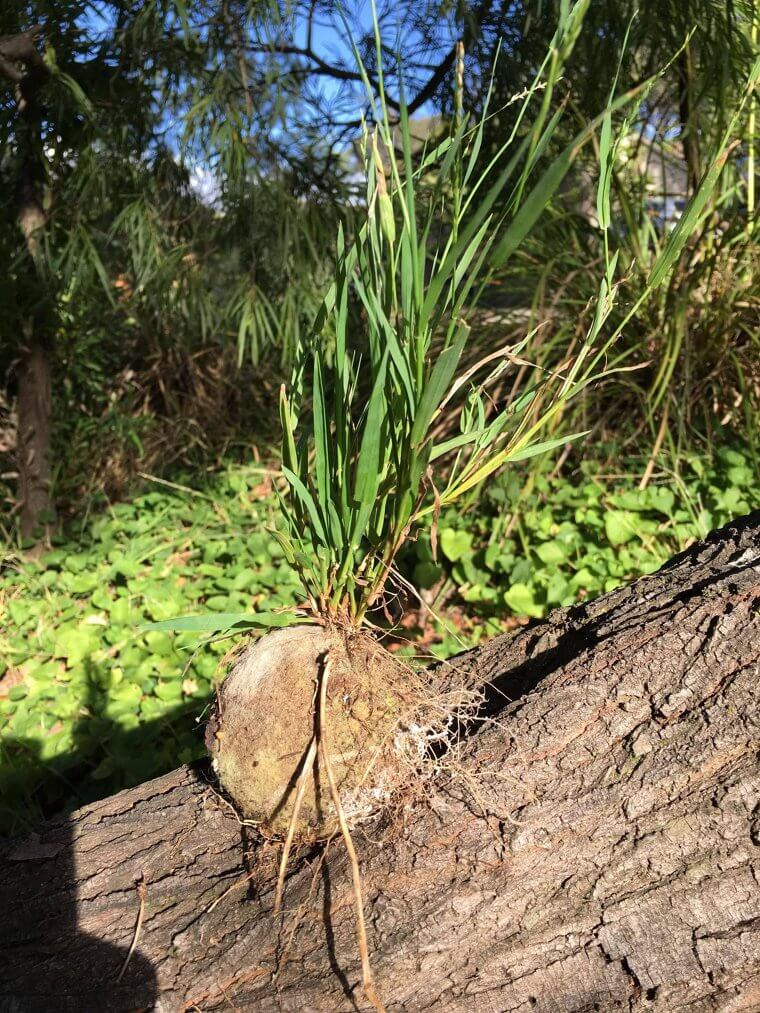 Pulling Up Weeds, Only To Find The Dog's Lost Toys