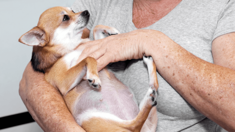 Vet Looks At The Pregnant Dog, Reveals The Babies Are Not Pups