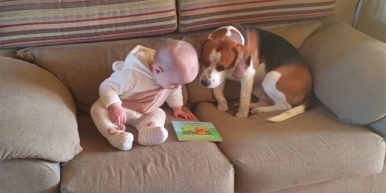 Family Leaves Baby With Dog, Panics Looking At CCTV, Footage Reveals A Strange Truth