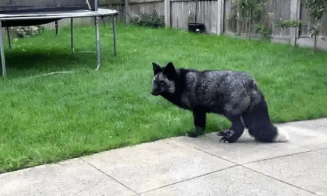 Man Adopts A Cute Stray, Vet Takes A Look And Calls The Cops