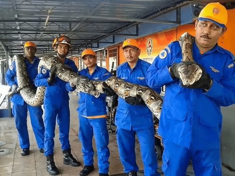 These Workers Found A Giant Snake – You Won’t Believe What They Found Inside