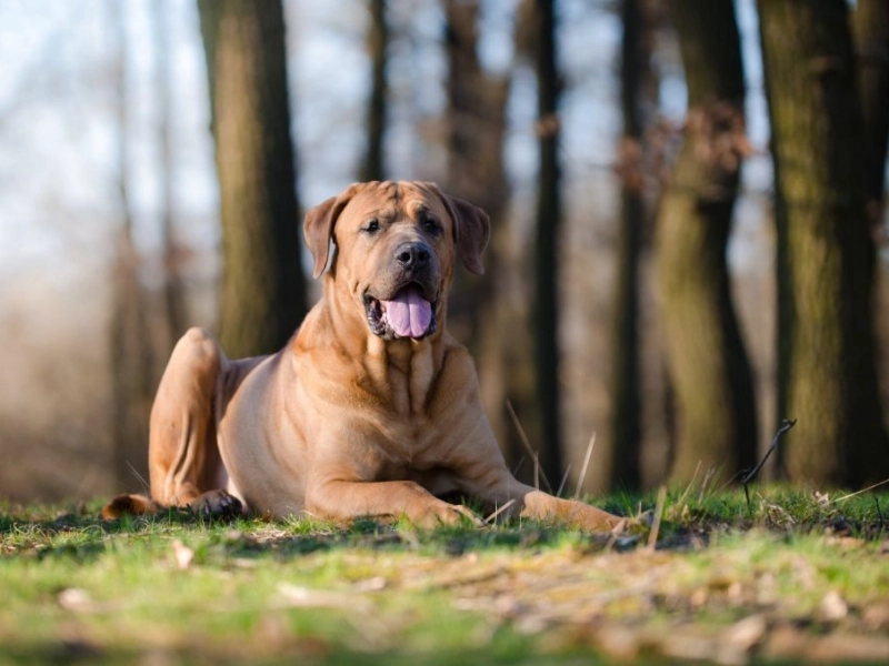 28 Dog Breeds Everyone Should Be Cautious Around