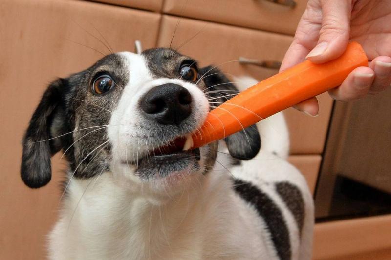 A Guide To The Safest And Riskiest Human Foods For Dogs